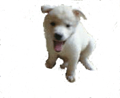 必殺！おむころがし